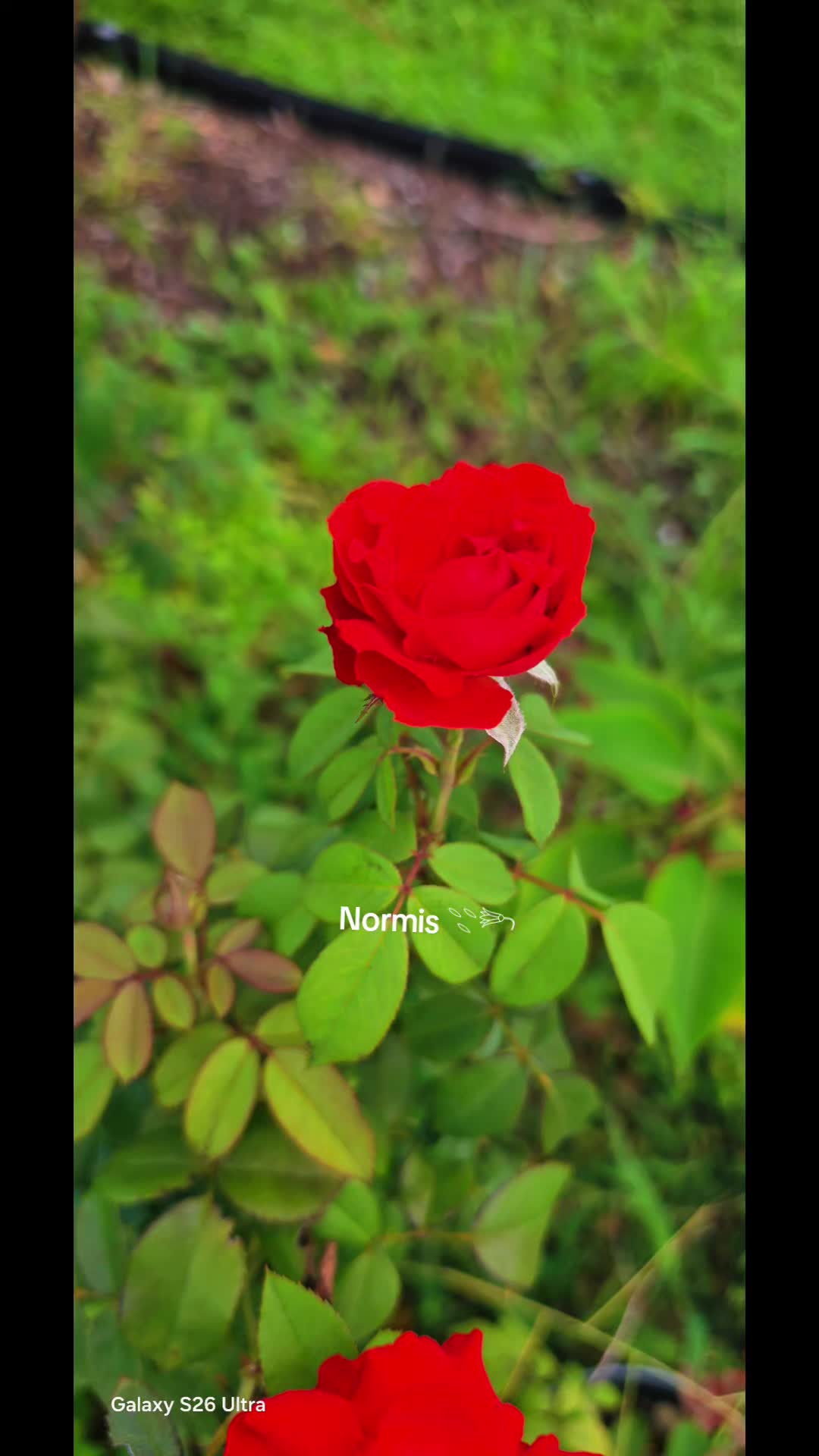 @NORMIS 𓇢𓆸