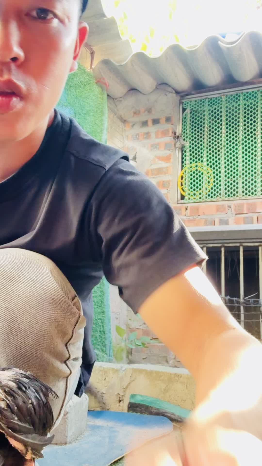 @Thuần Gà Chọi