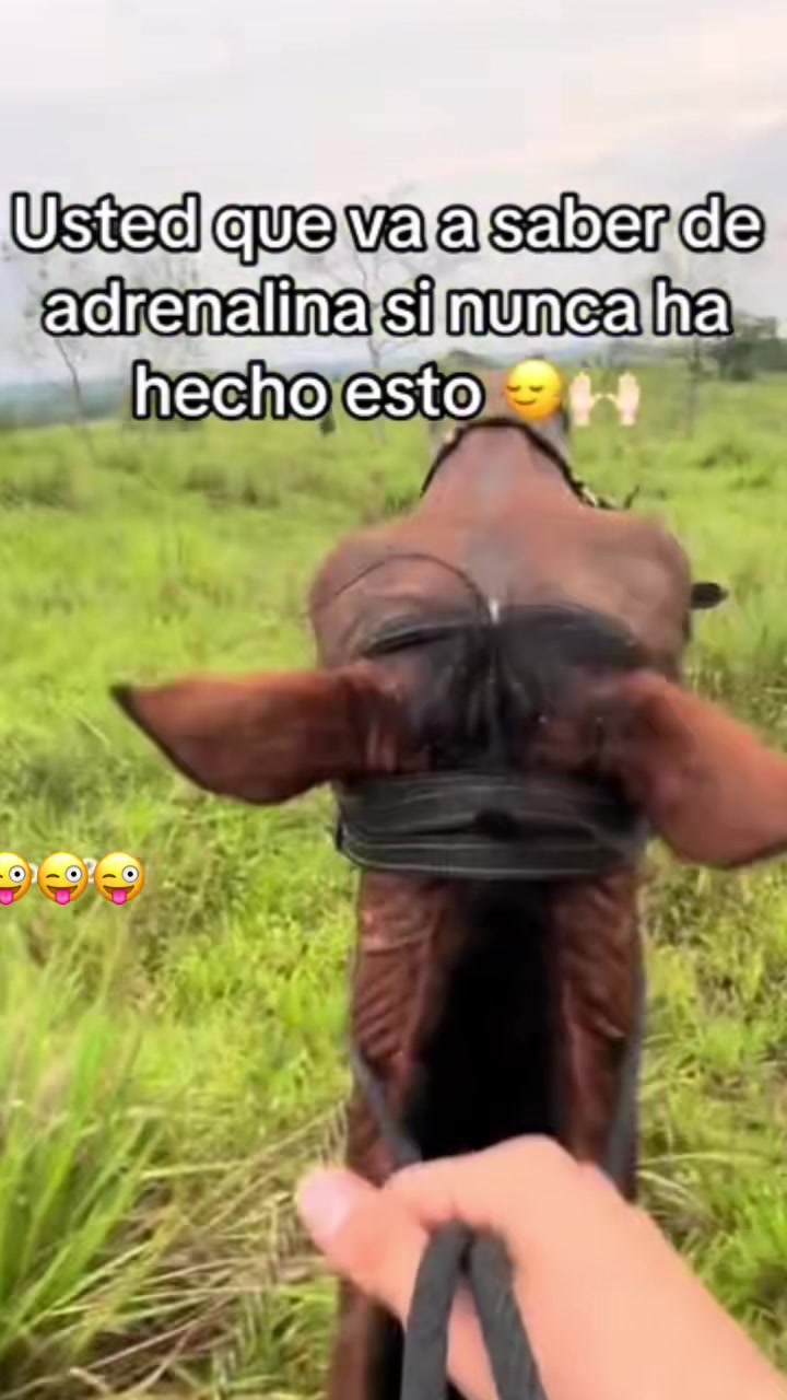 @perlafuentes700