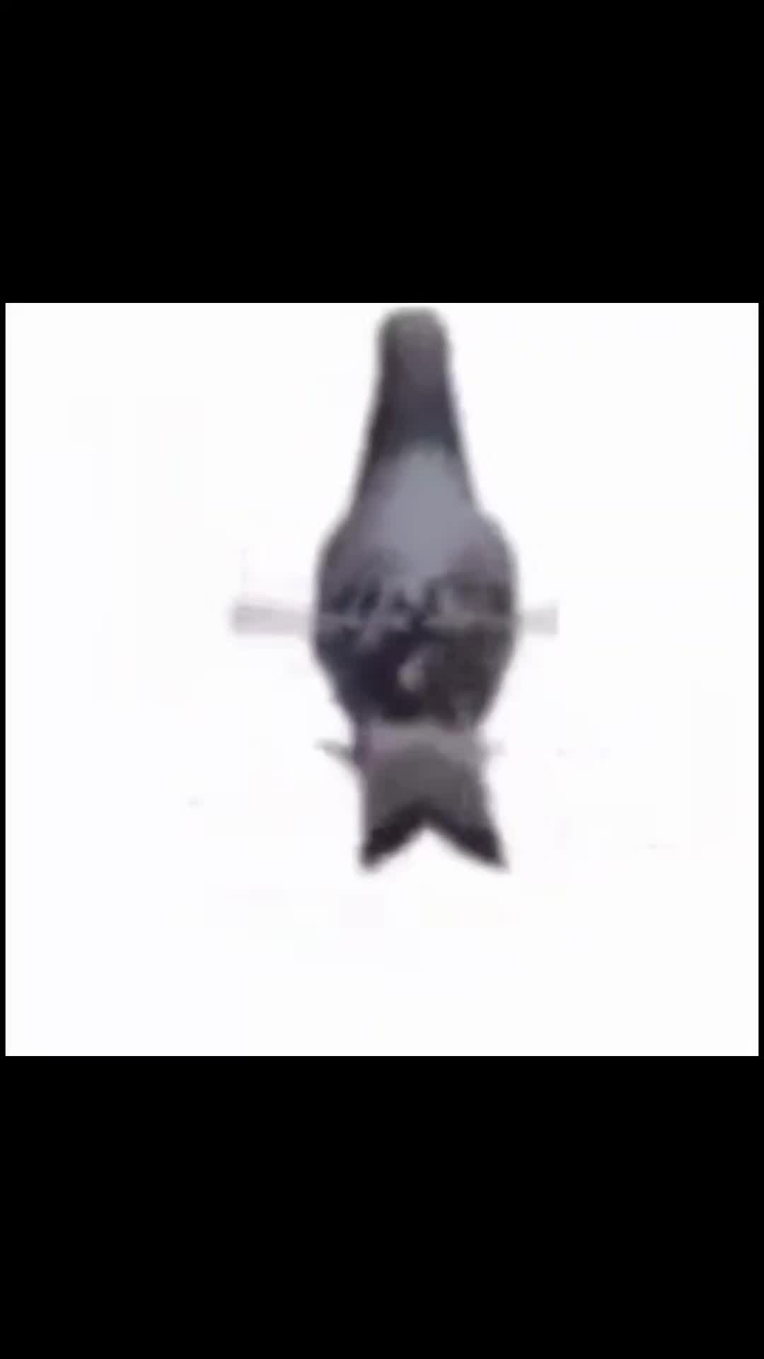 @MrPiggy100