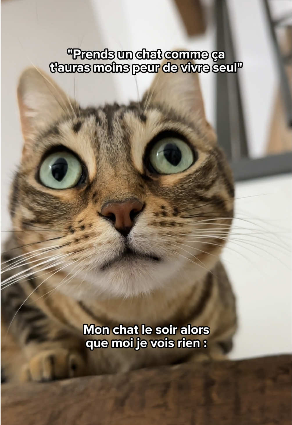 @Ricki the Bengal