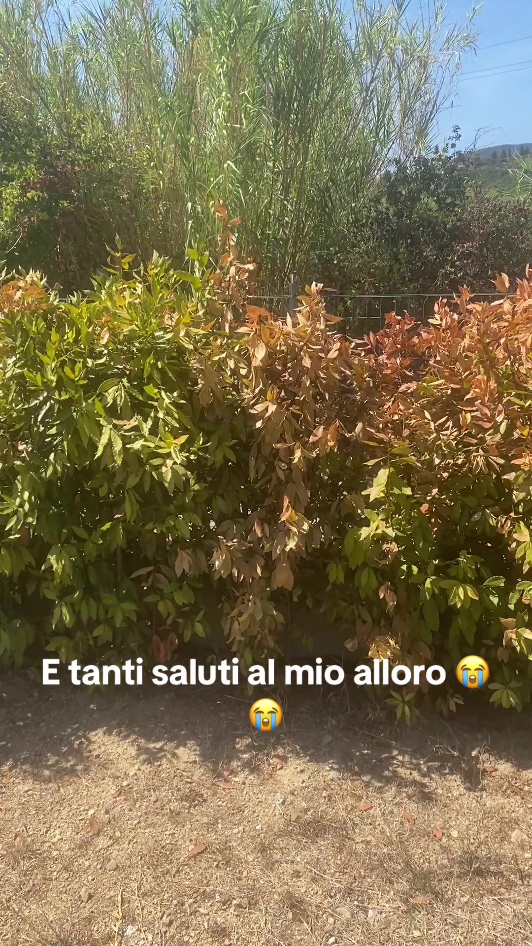 @❤️Gioia 746❤️