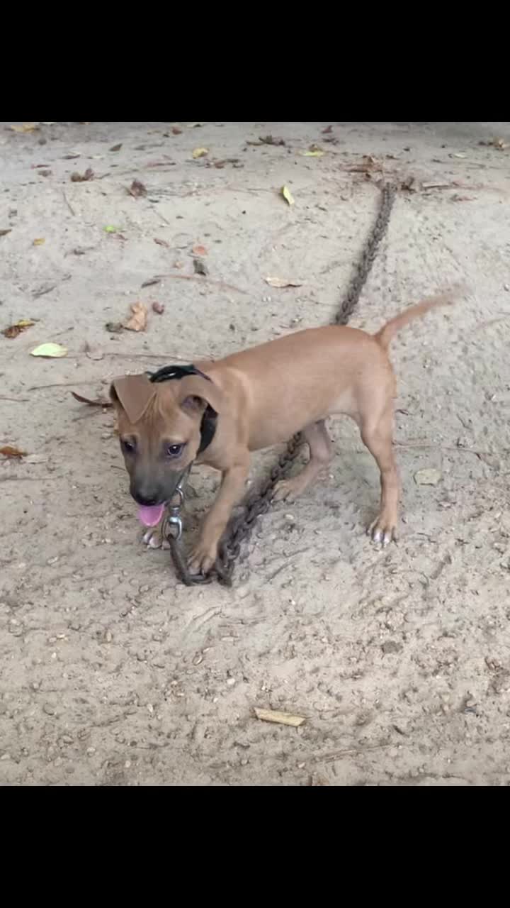 @LPKkennels
