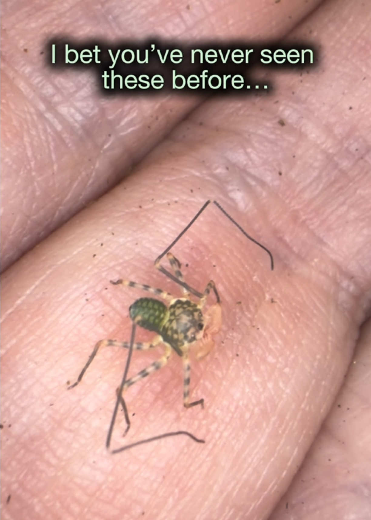 @Spider Conservatory