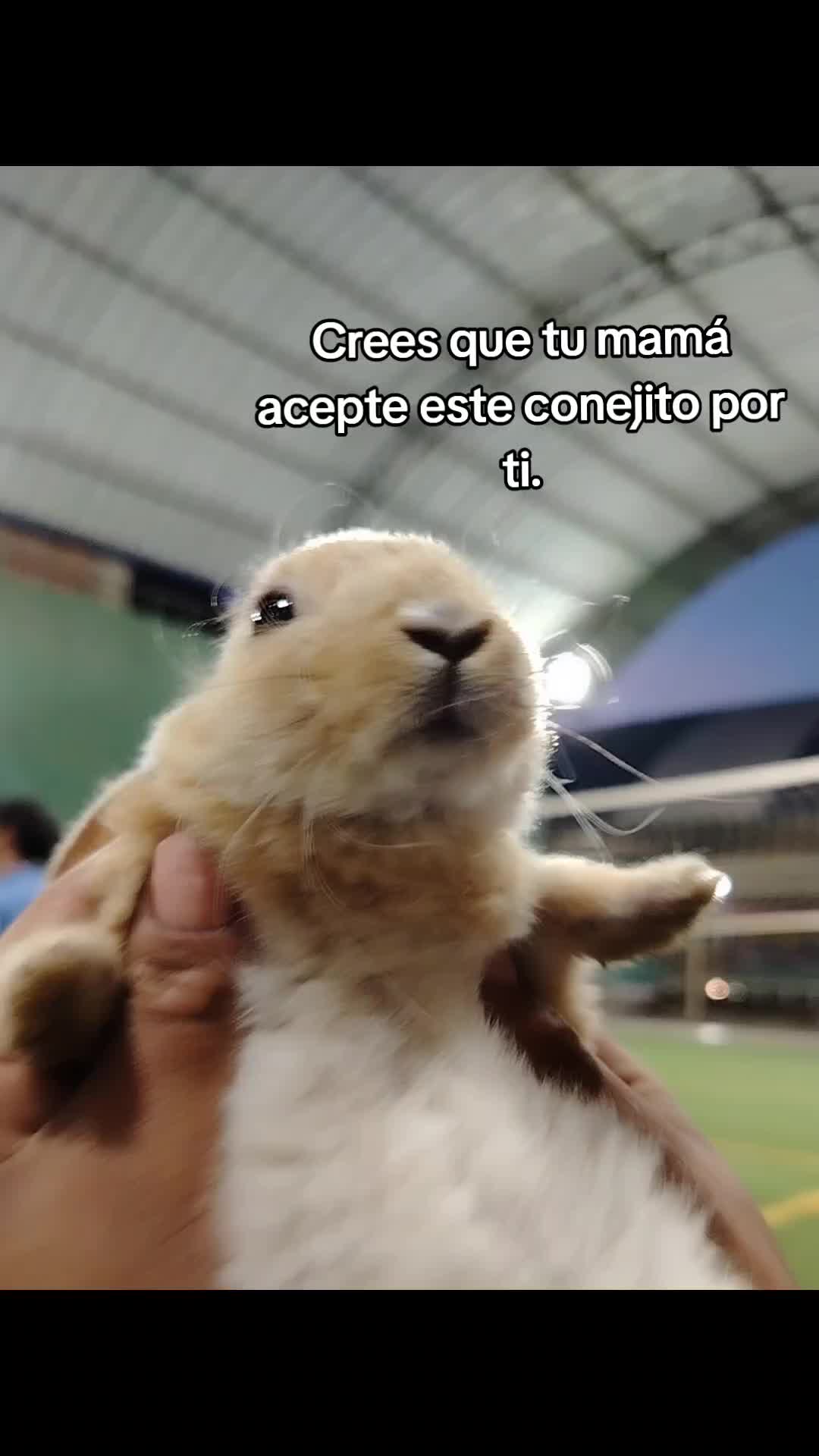 @loquepidawalls