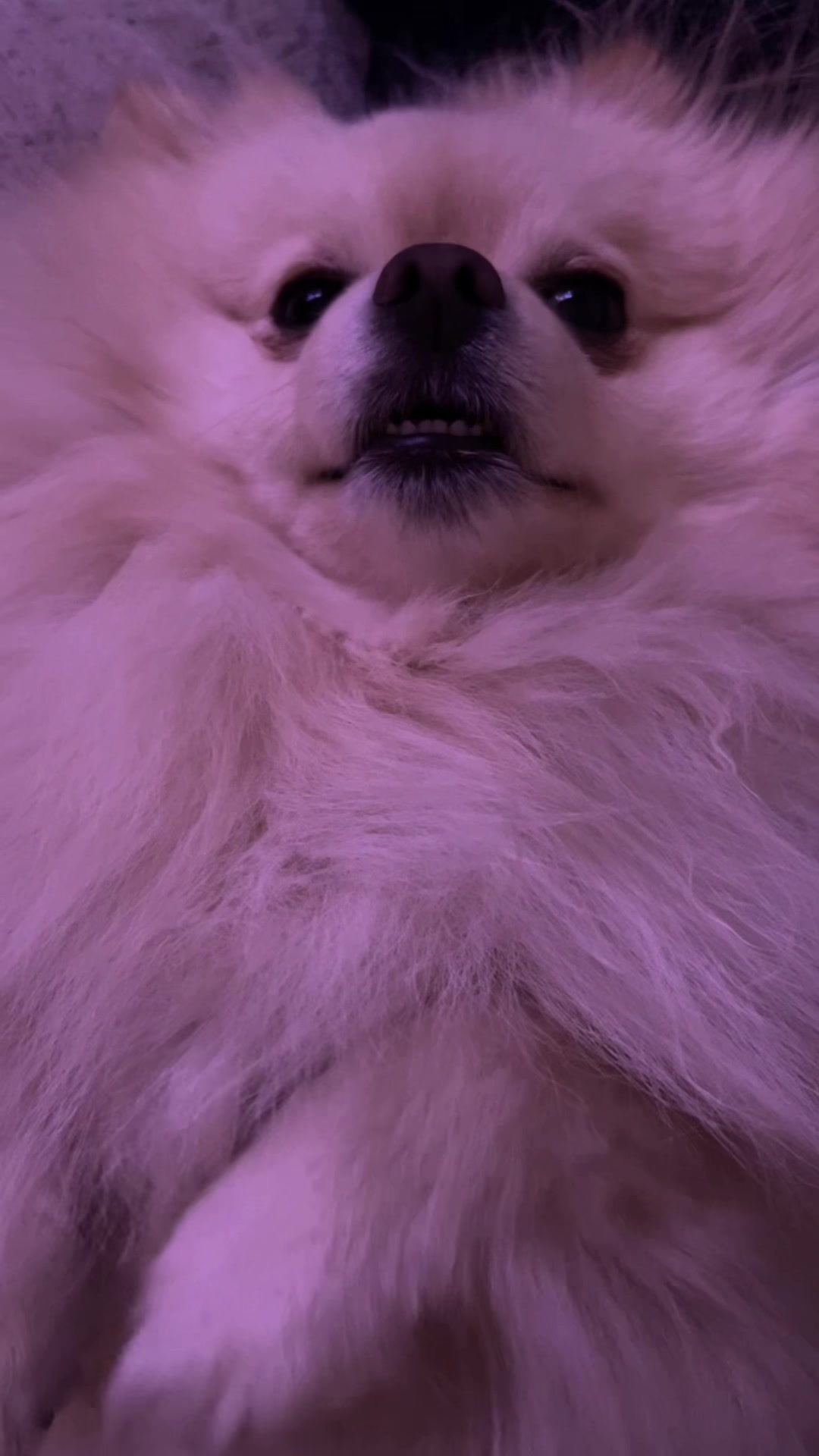 @beingmilothepom