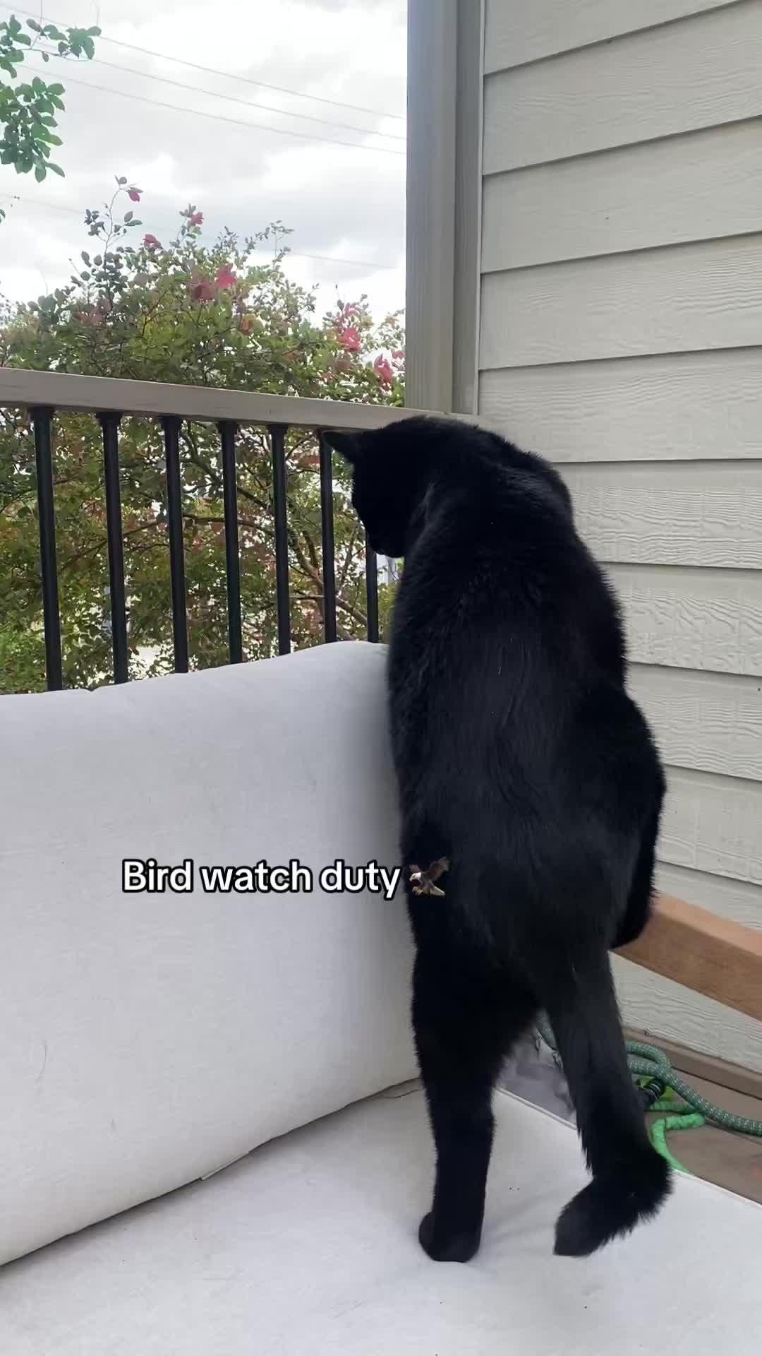 @Mr. Tiny Bagheera
