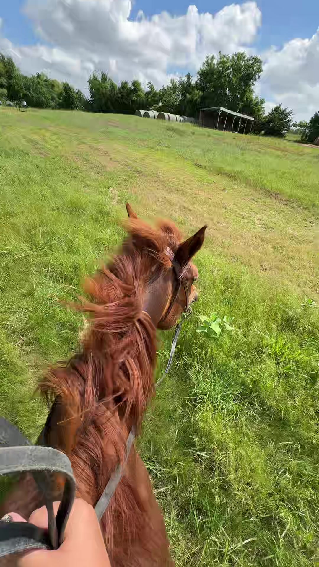 @That one horse girl