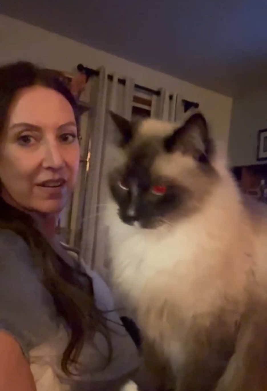 @Grapes the Maine Coon