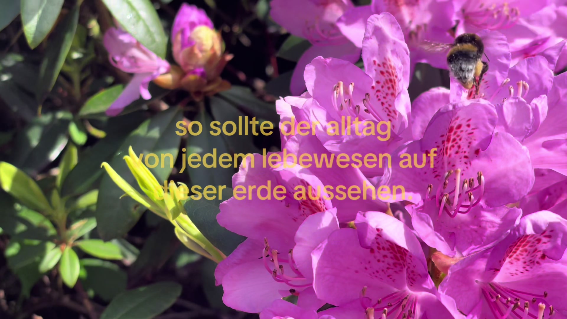 @hepi⋆❀༺