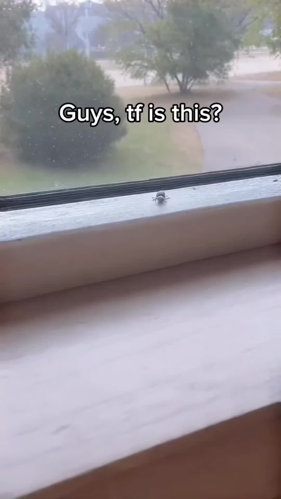 @Bigdaddyleo