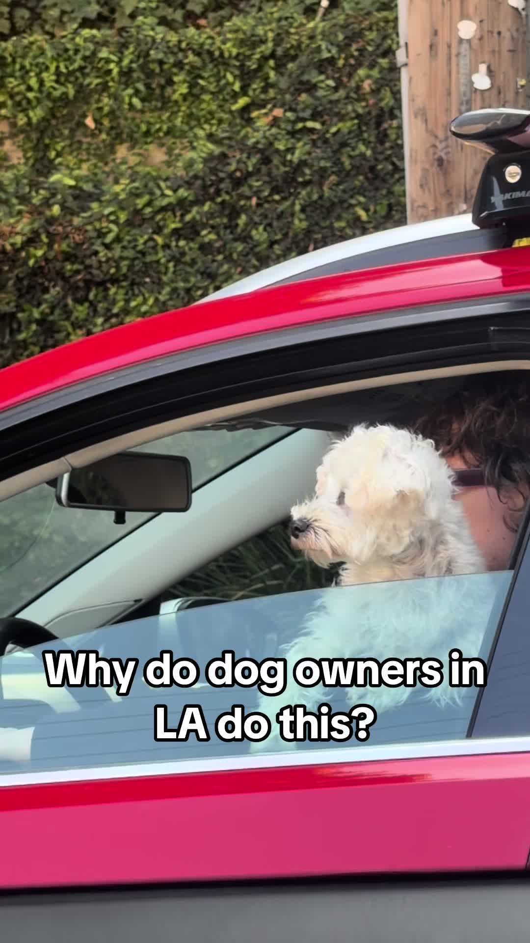 @Dogs aren&rsquo;t Family