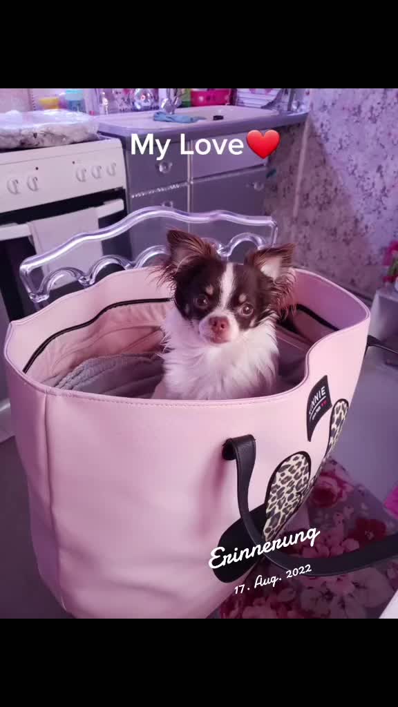 @Melody Gismo Peanut Brownie🐶❤