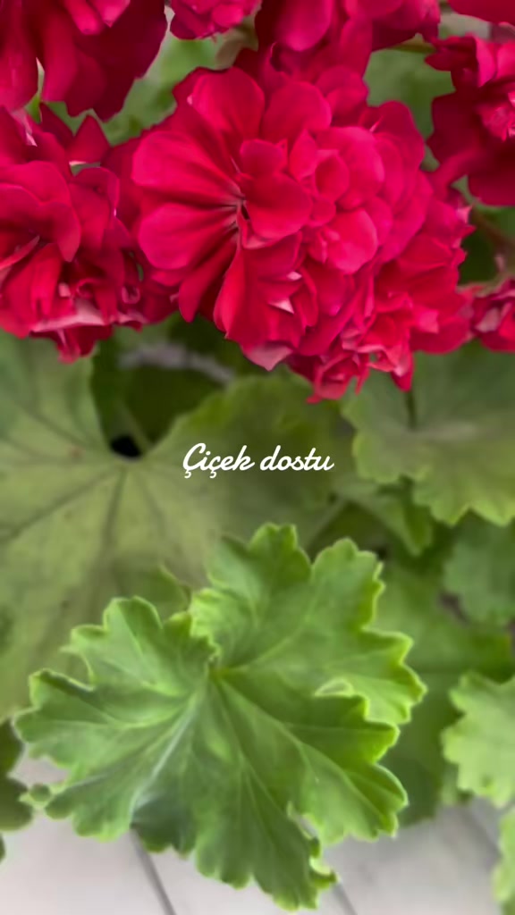 @💧Çiçek dostu 🇹🇷💧