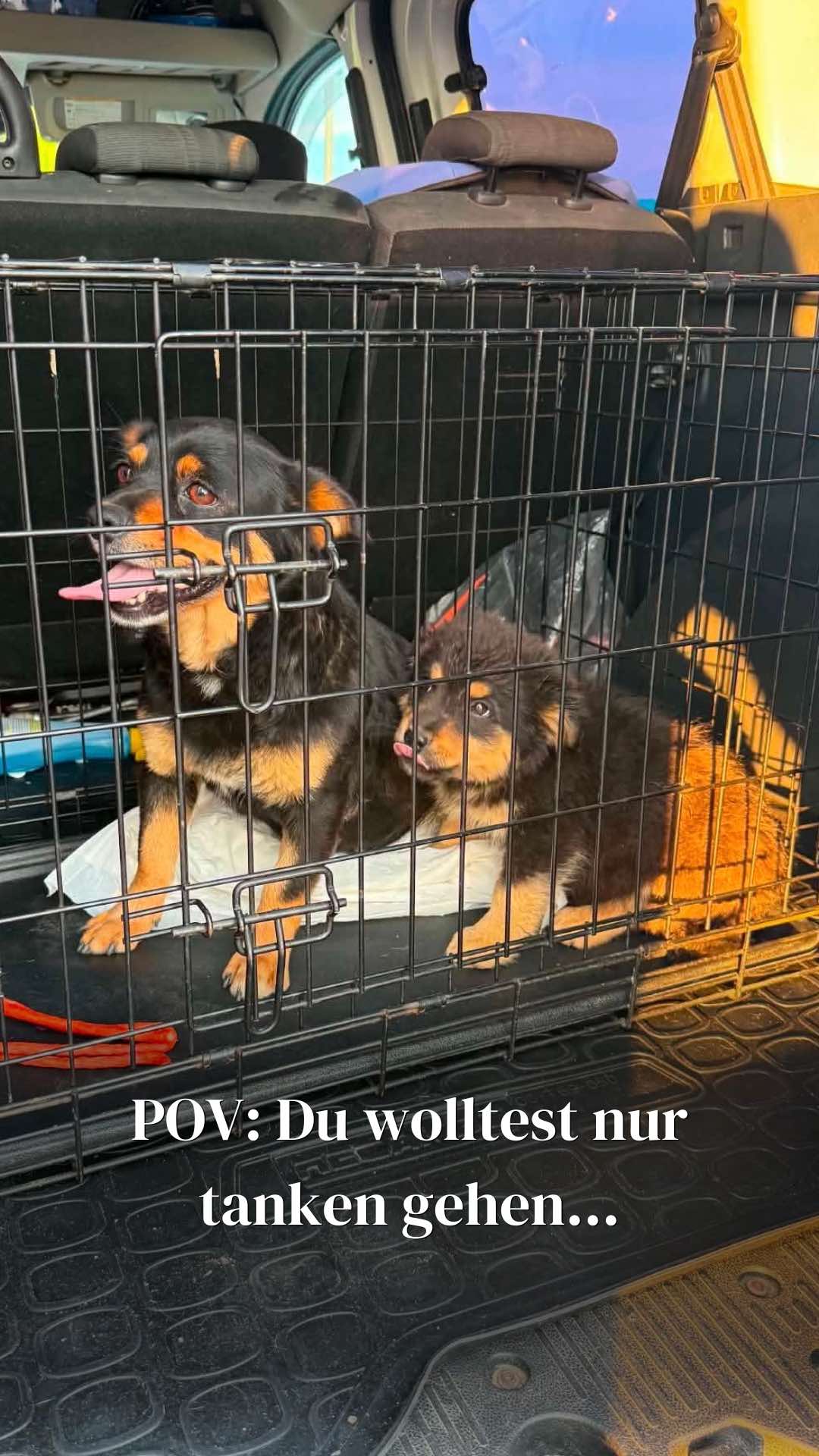 @SpecialDogs e.V.