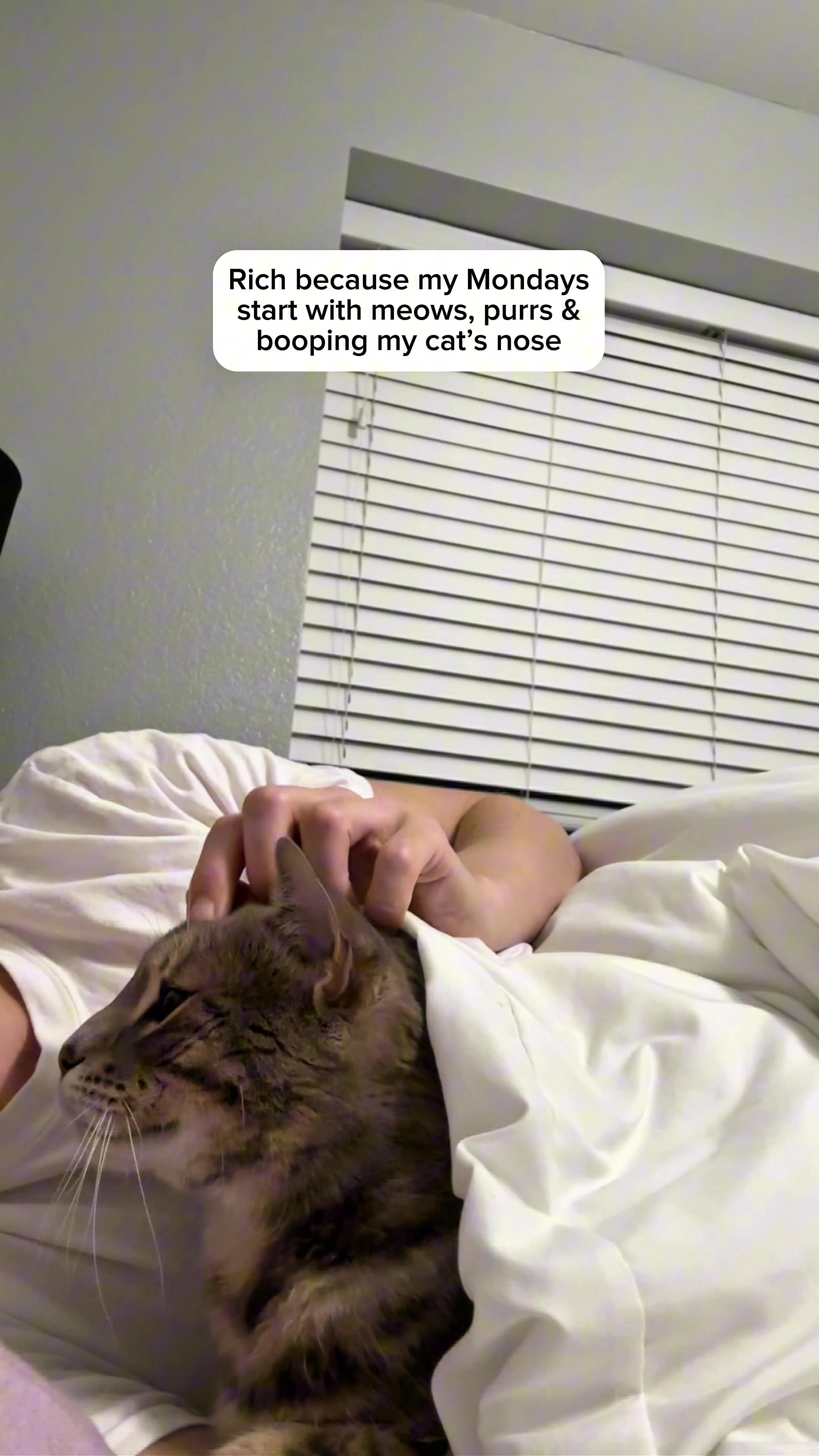 @Mochi the Bengal