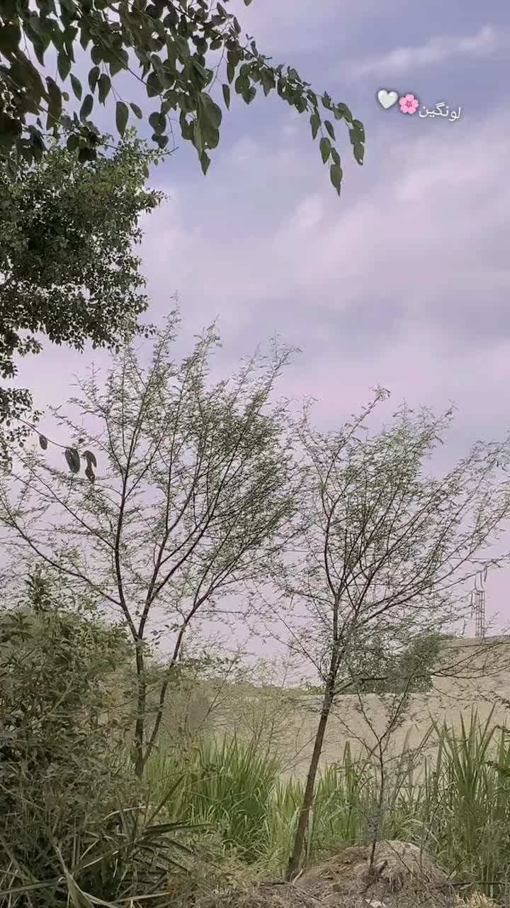 @{Miaنi🌸🤍}°^°