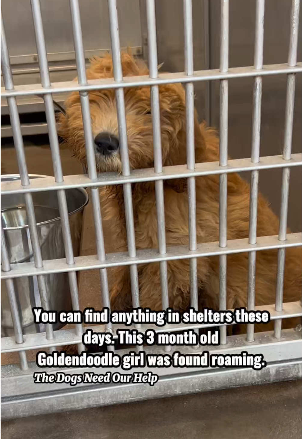 @The Dogs Need Our Help