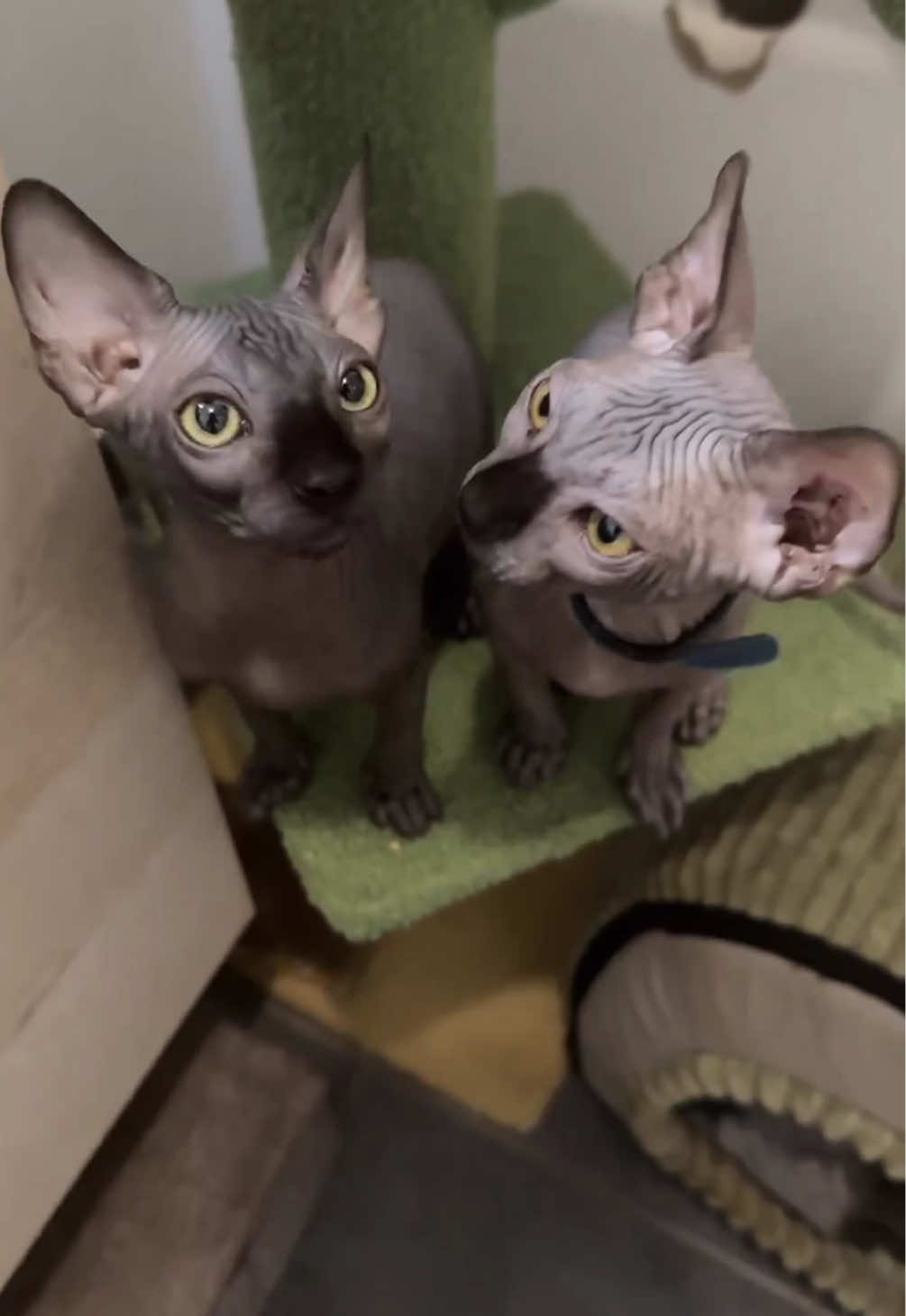 @vanilleetbeerus