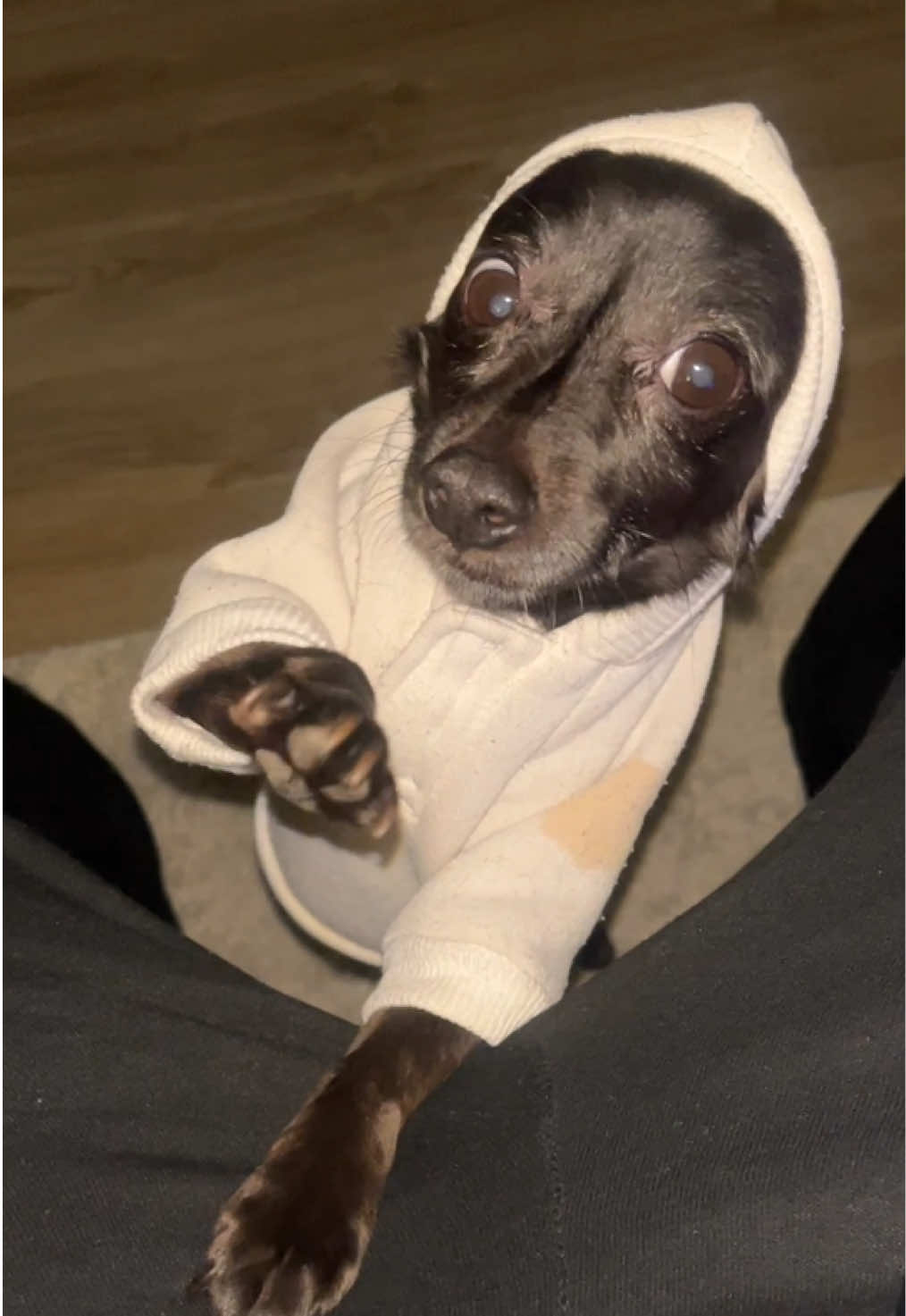@Blackjack_Chihuahua