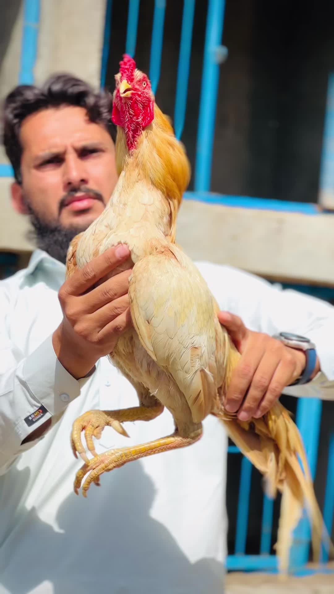 @Professionalaseelbirds2