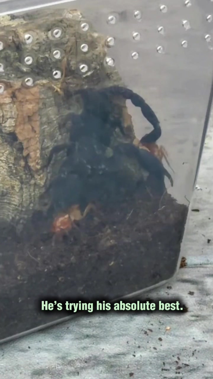 @Spider Conservatory
