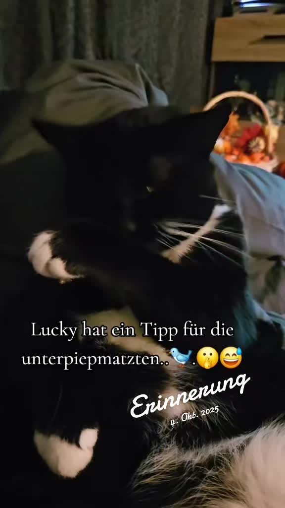 @🧛🏾♀️🐈⬛🐾VampiMelody🐾🐈🎶