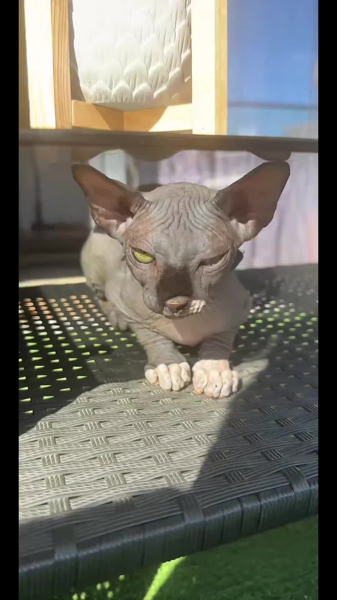 @vanilleetbeerus