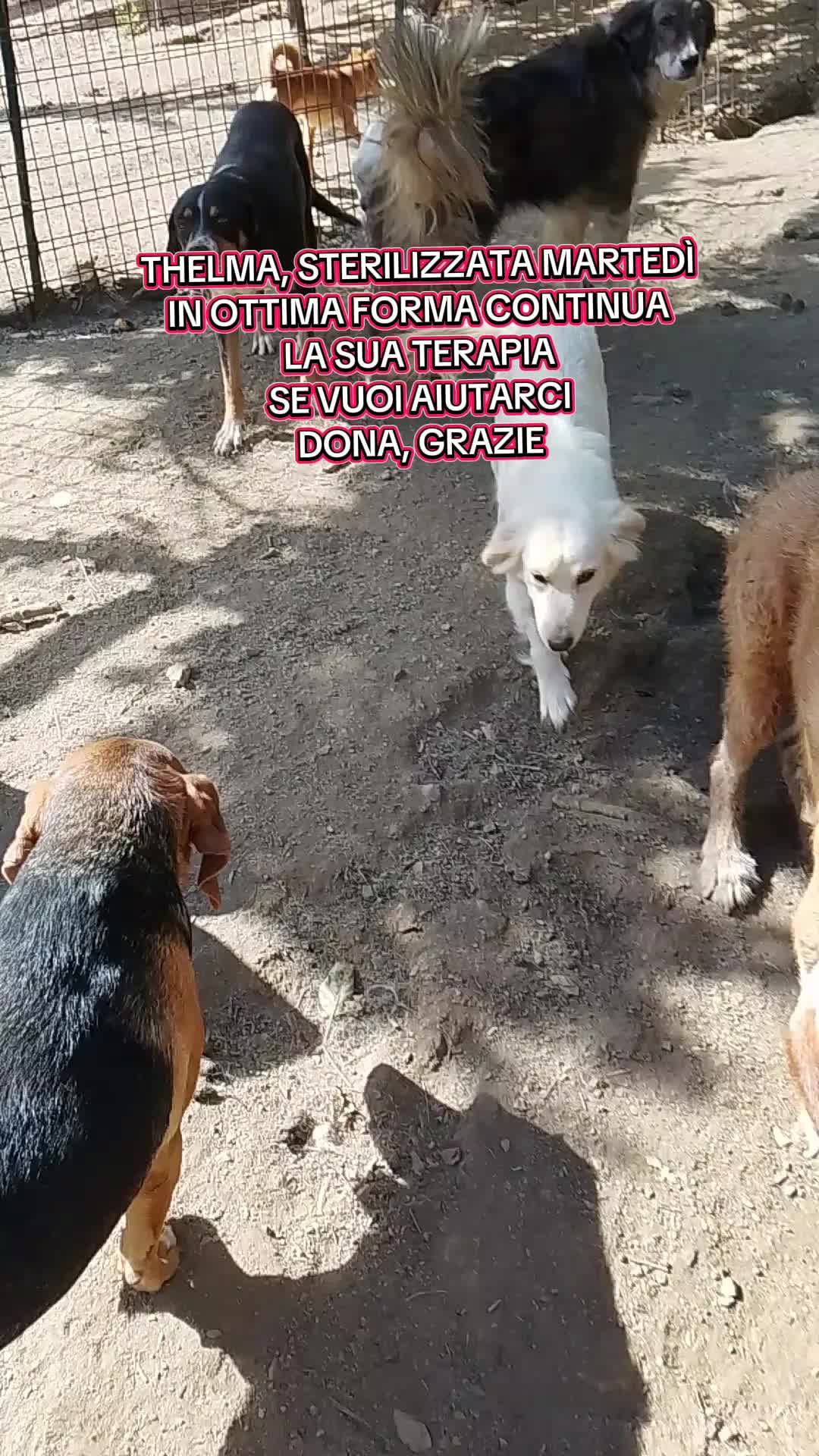 @Biagio Nasti Pelosisos