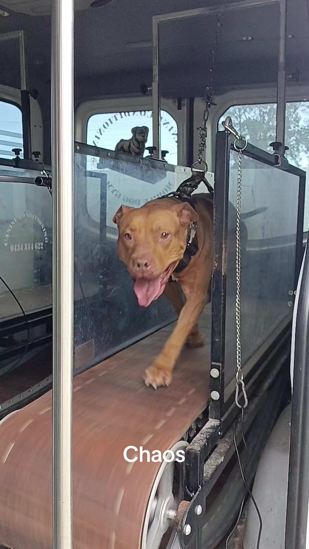 @Canine Conditioning