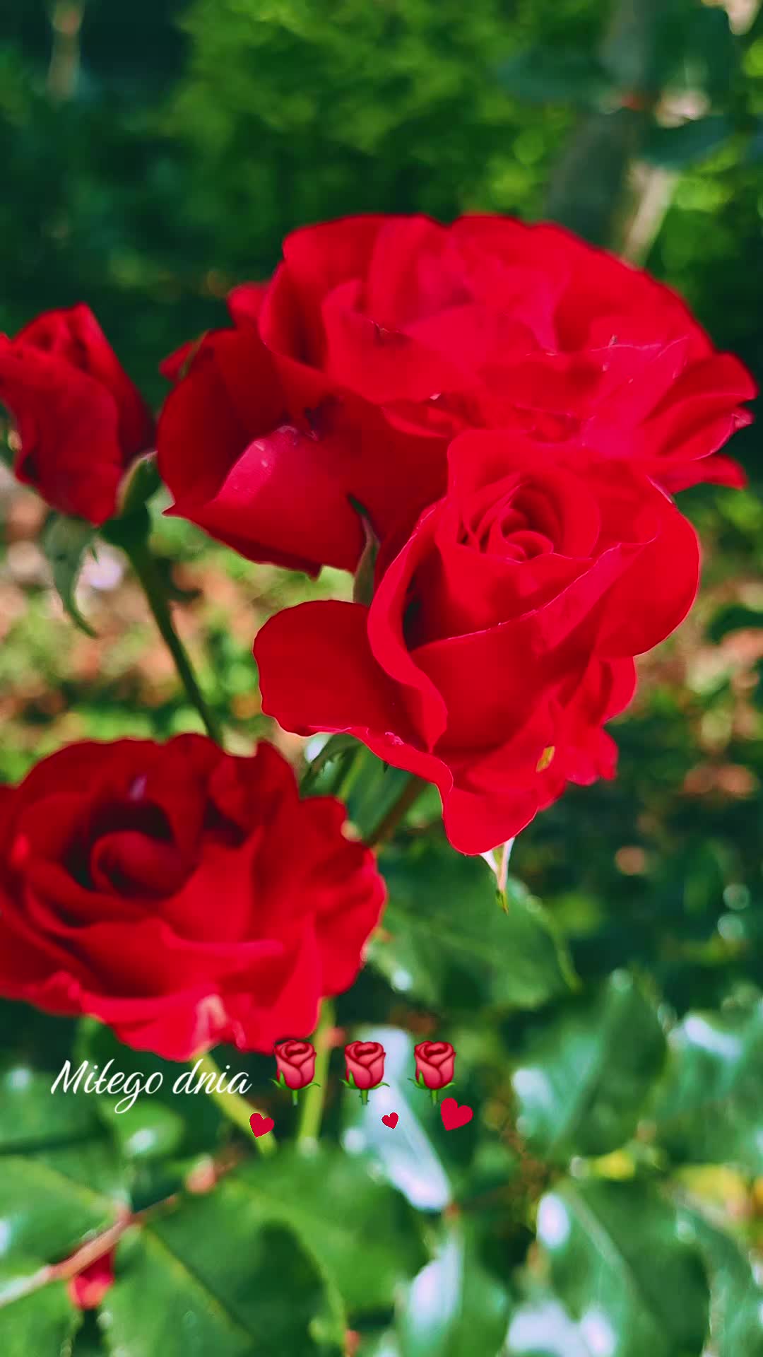 @🌺🪻aasia🌺🪻
