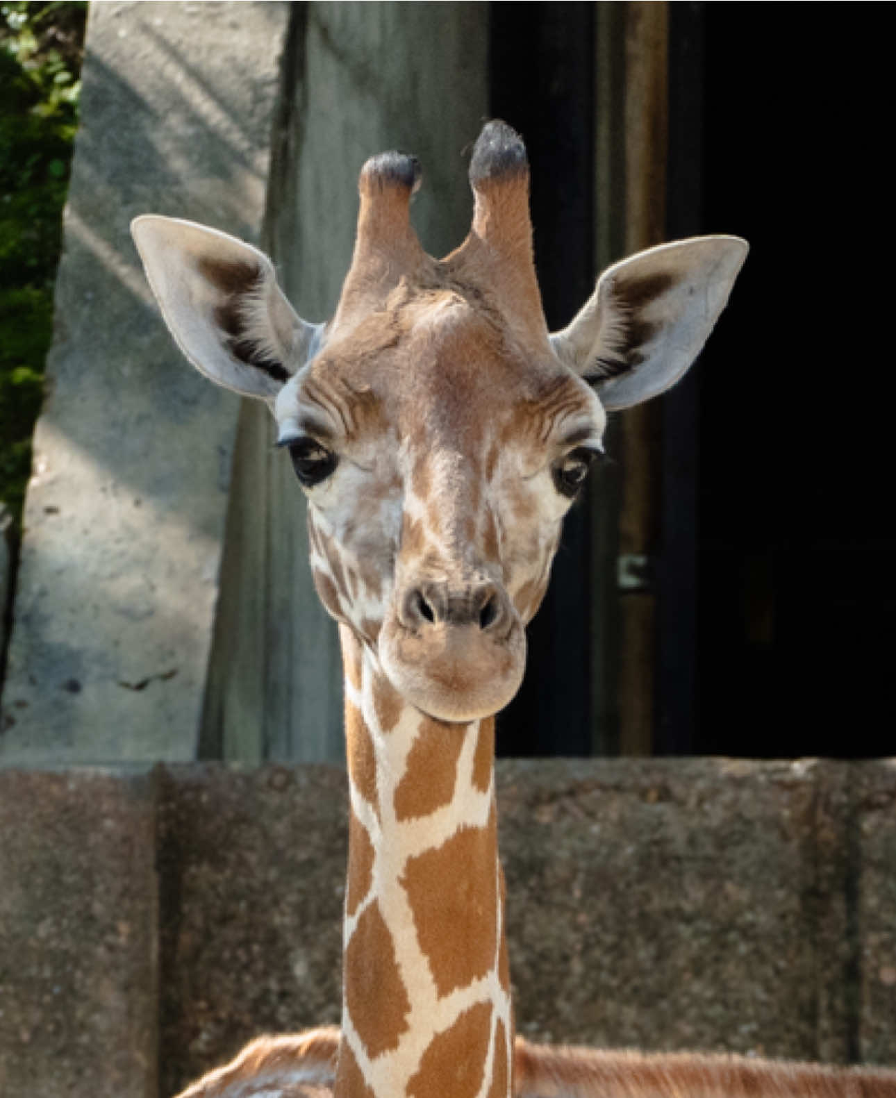 @memphiszoo