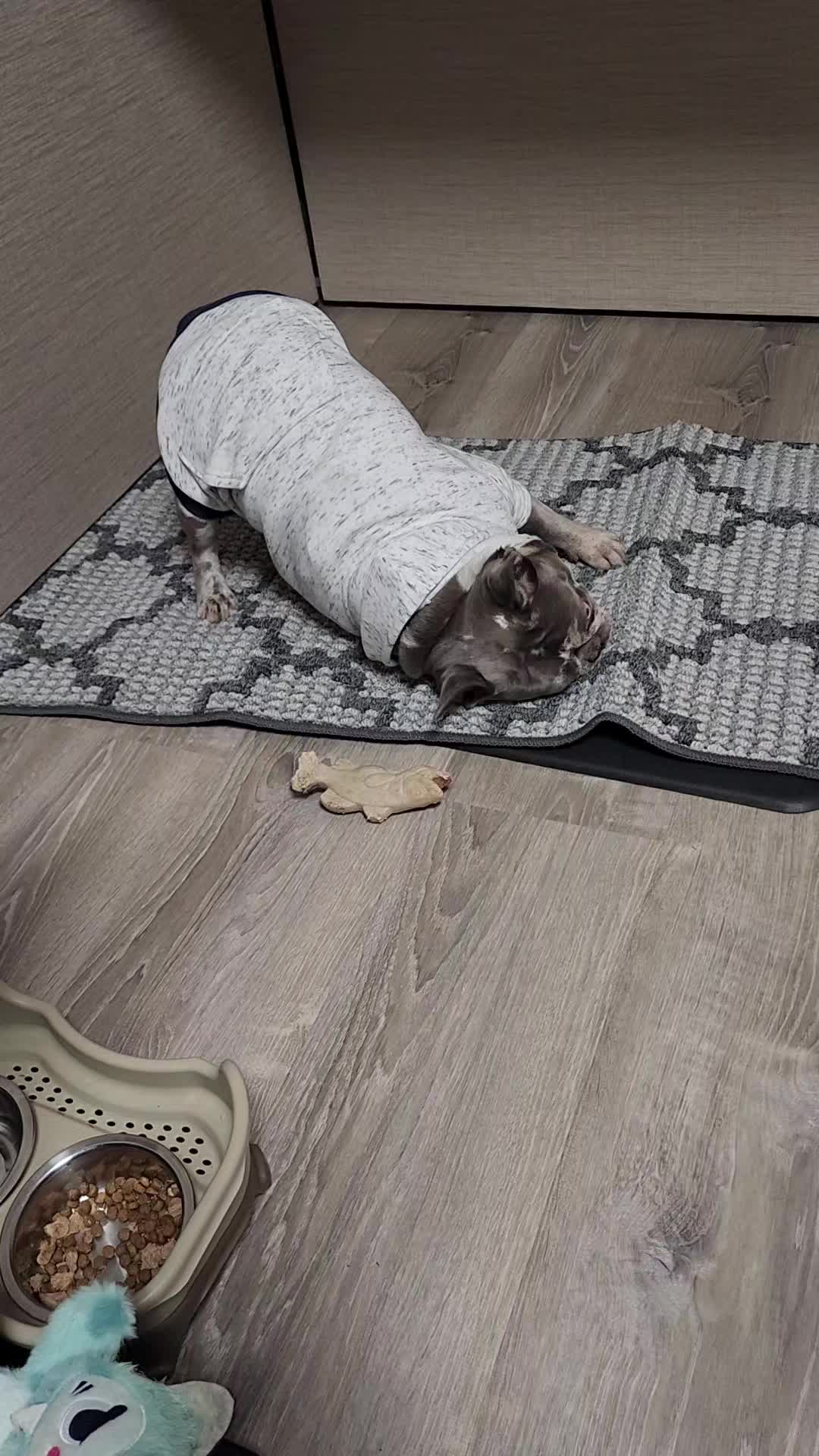 @Dexter207Frenchie
