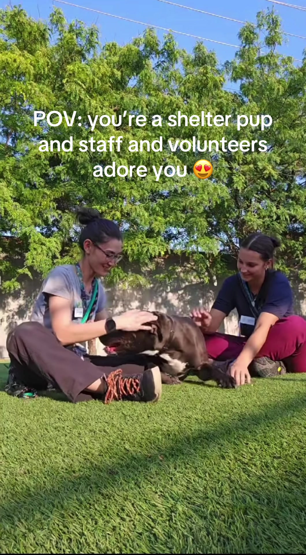 @Seattle Animal Shelter