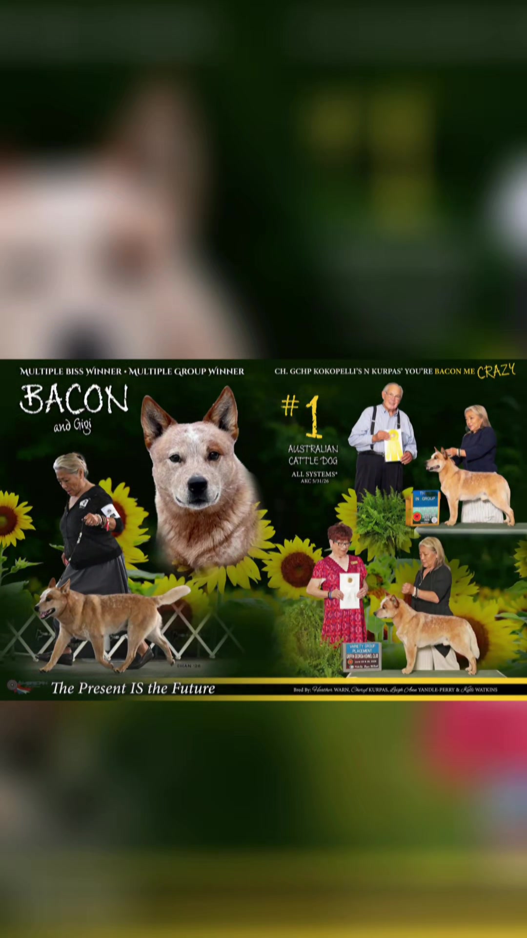 @American Dog Fancier