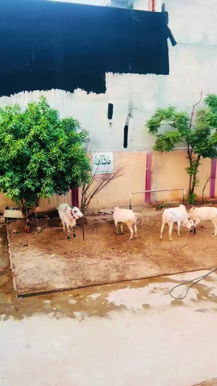 @TALHA CATTLE FARM