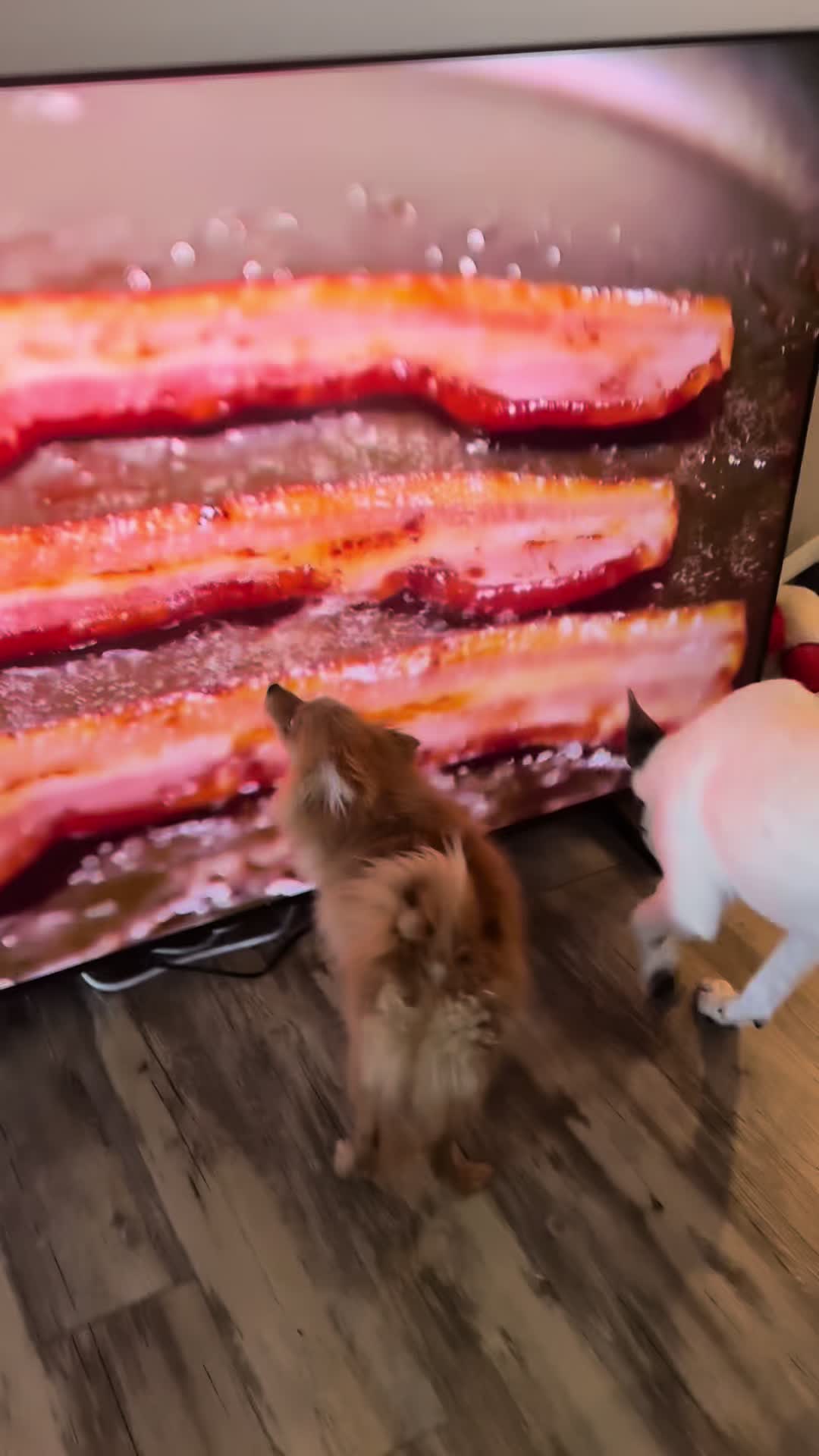 @tiffanysdiamonddogs
