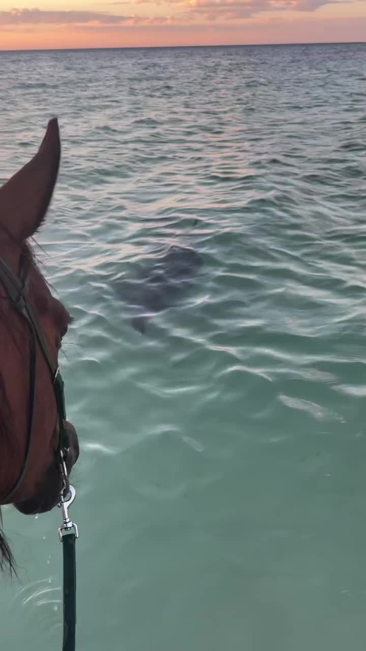 @ThunderGallops