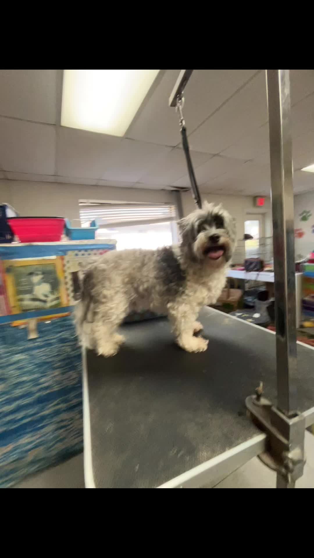 @Doggie Dog World