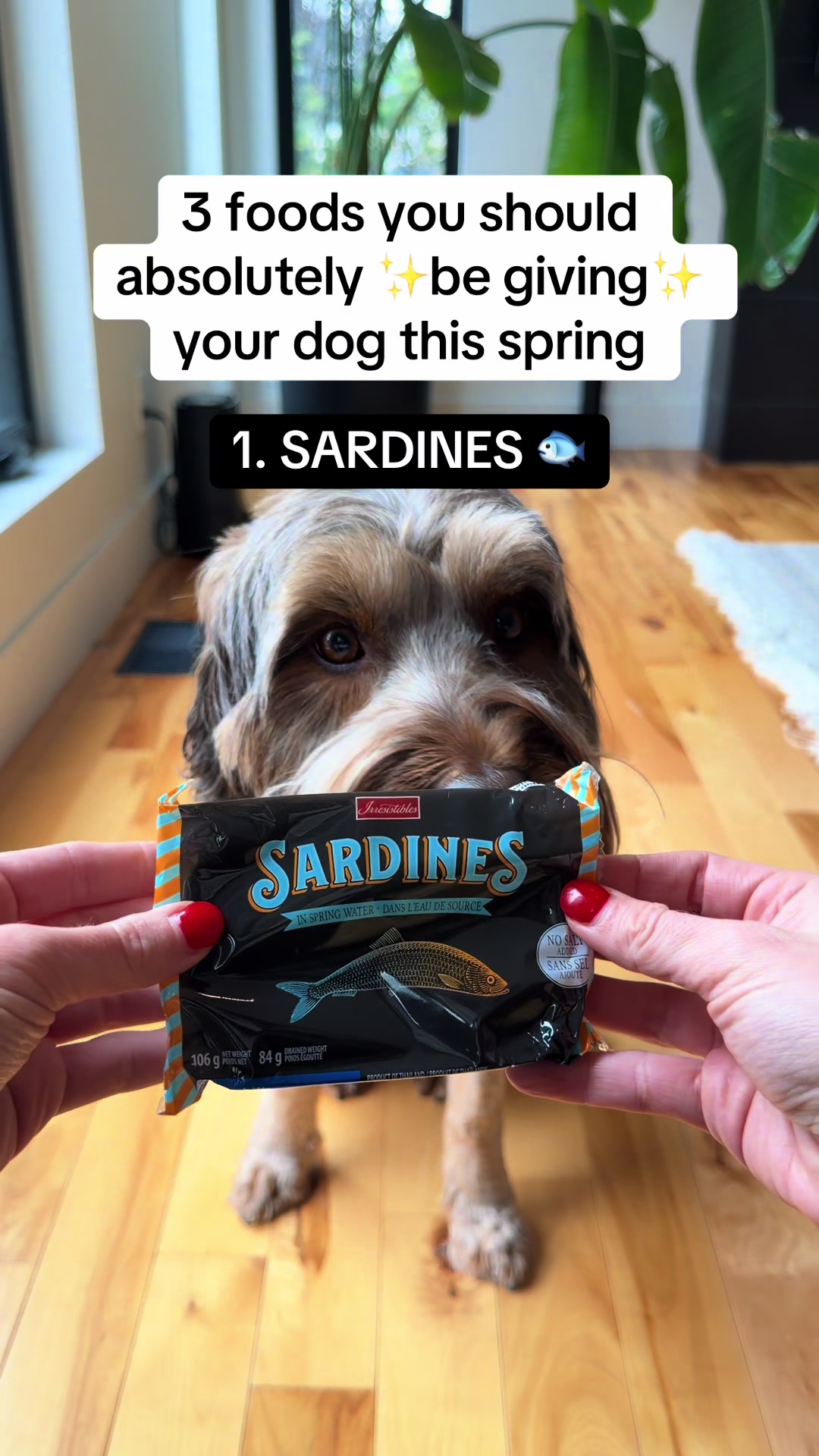 @Dogs Made Simple
