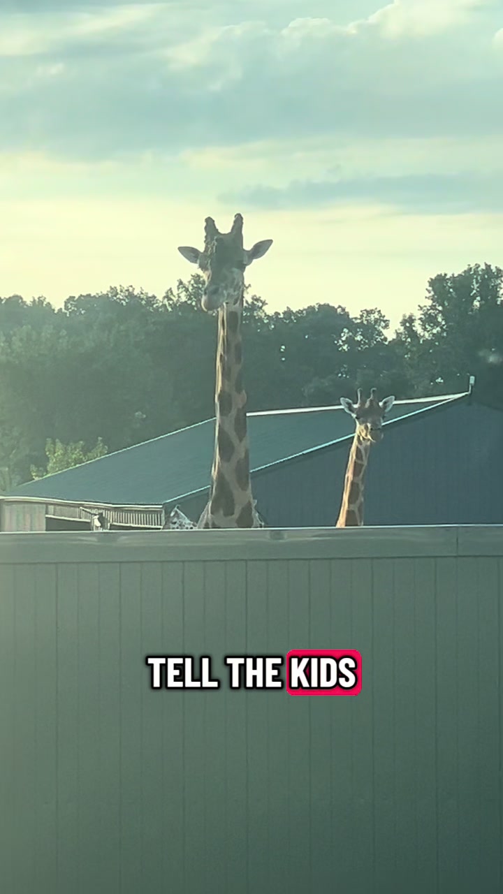 @southlandsafari