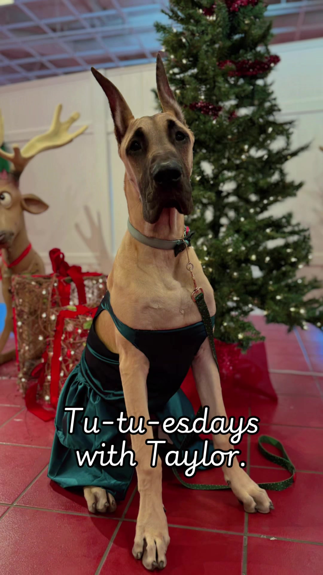 @Anders Bees Knees Great Dane