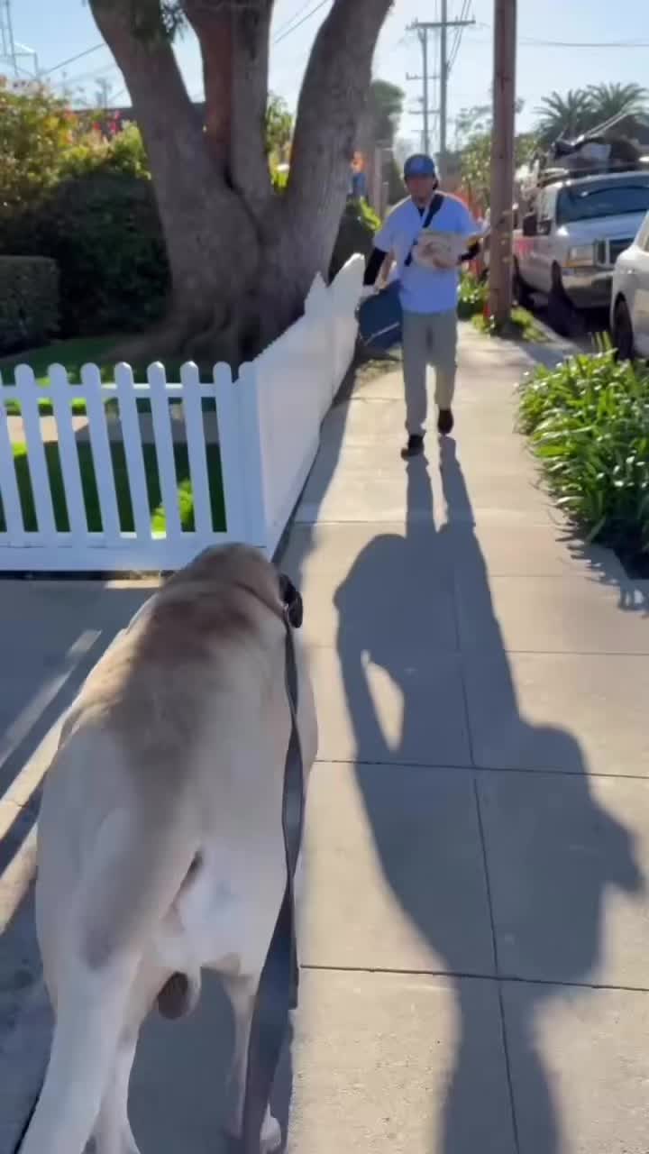 @Fronkythemastiff