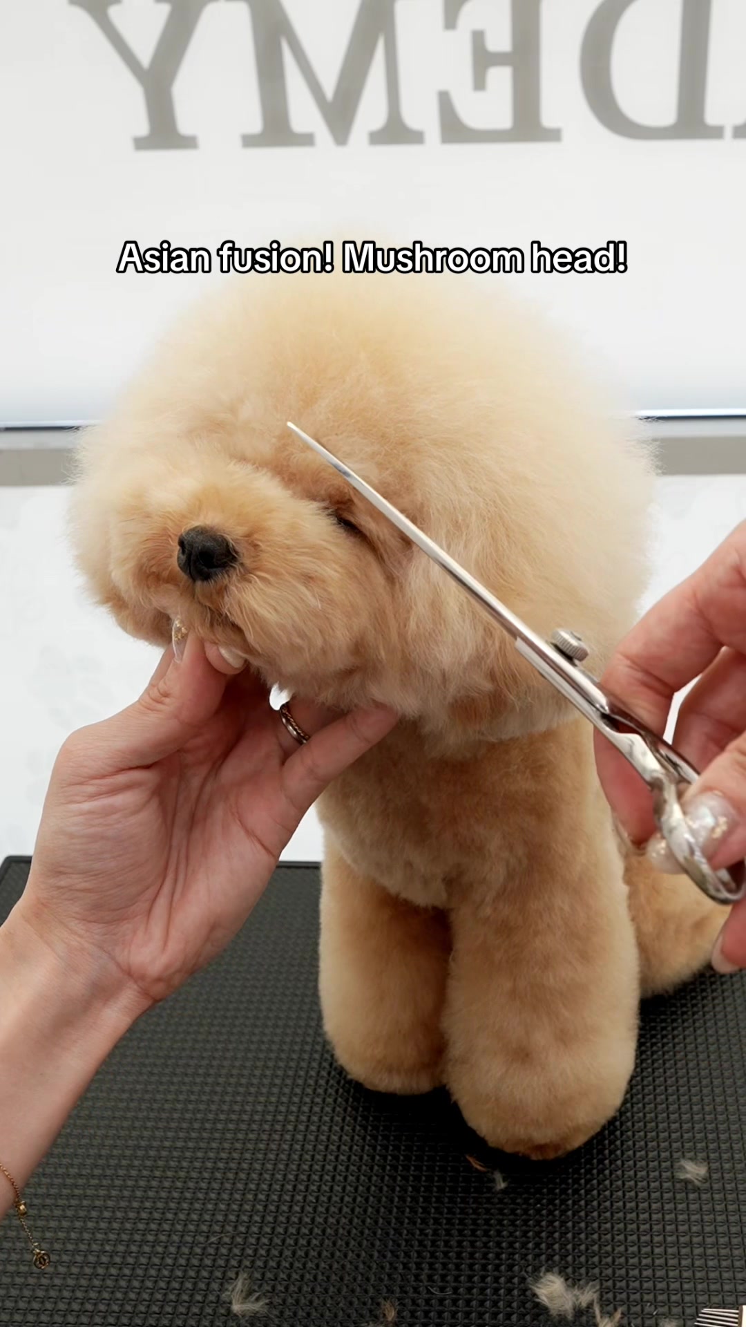 @NorCal Grooming Academy