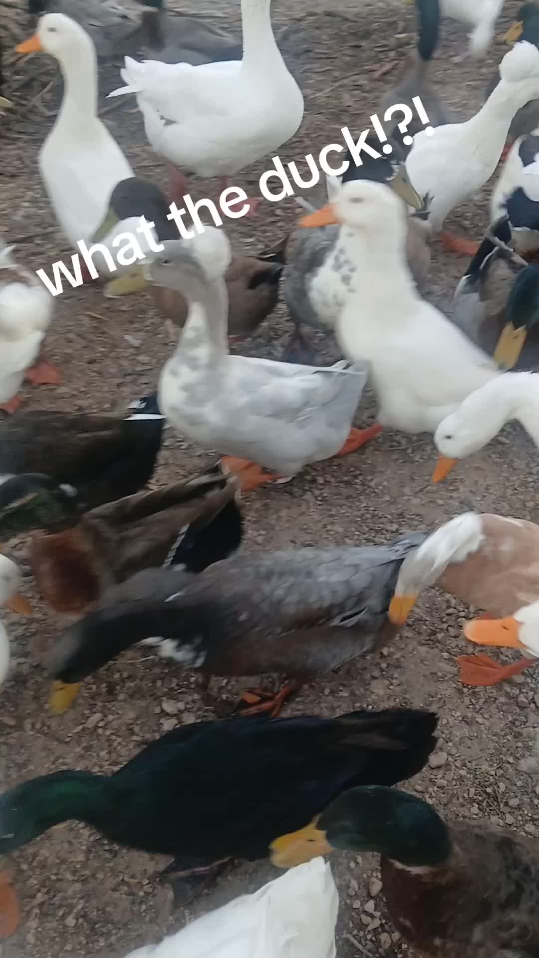 @Ashua Medeiros