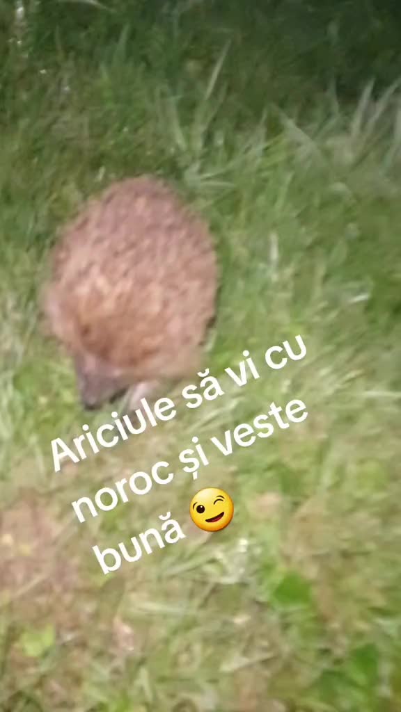 @Simona Kontesa