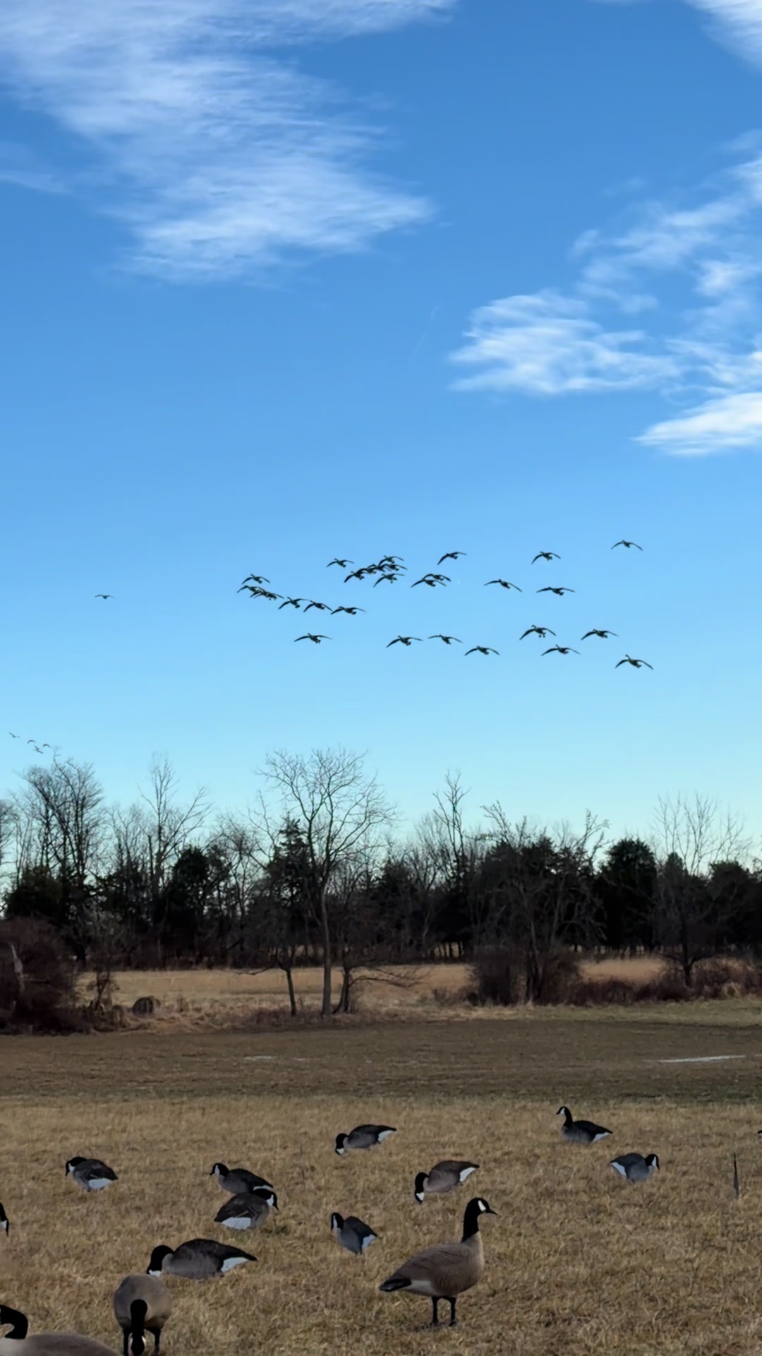@Northern Duck Calls