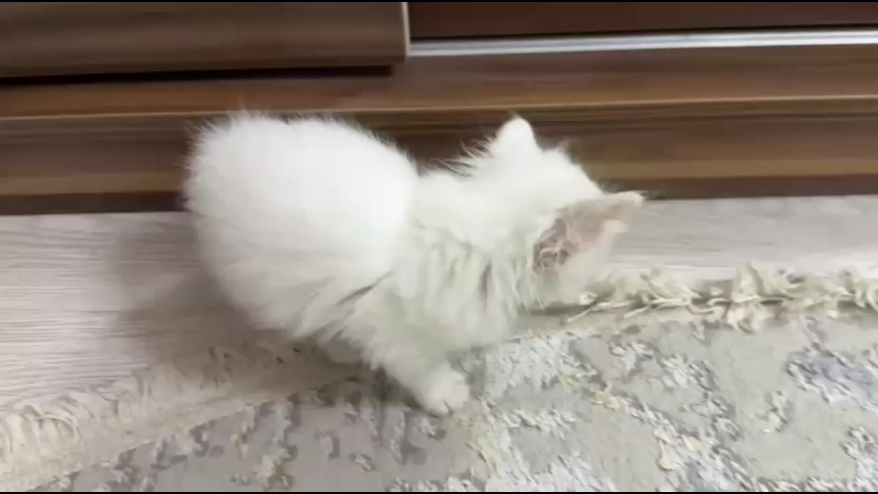 @Eli Ebelfezli