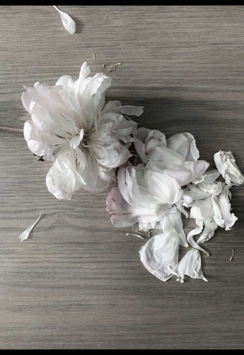 @𝑤𝑖𝑘𝑡𝑜𝑟𝑖𝑎