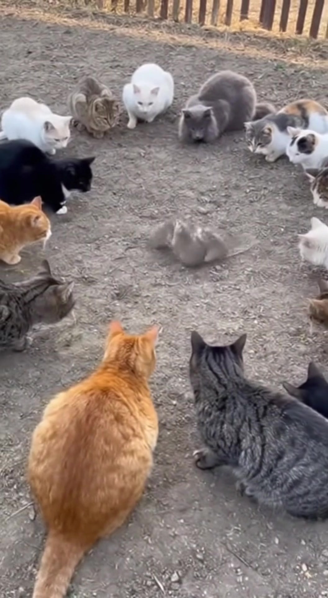 @猫咪历险记